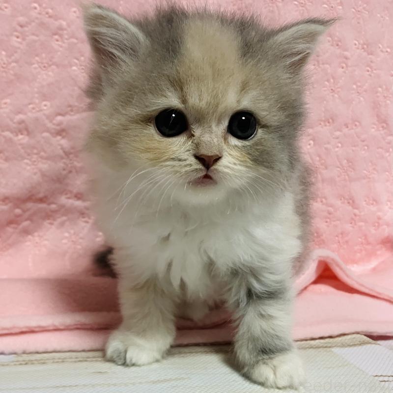 販売中の三重県のスコティッシュフォールド-134703