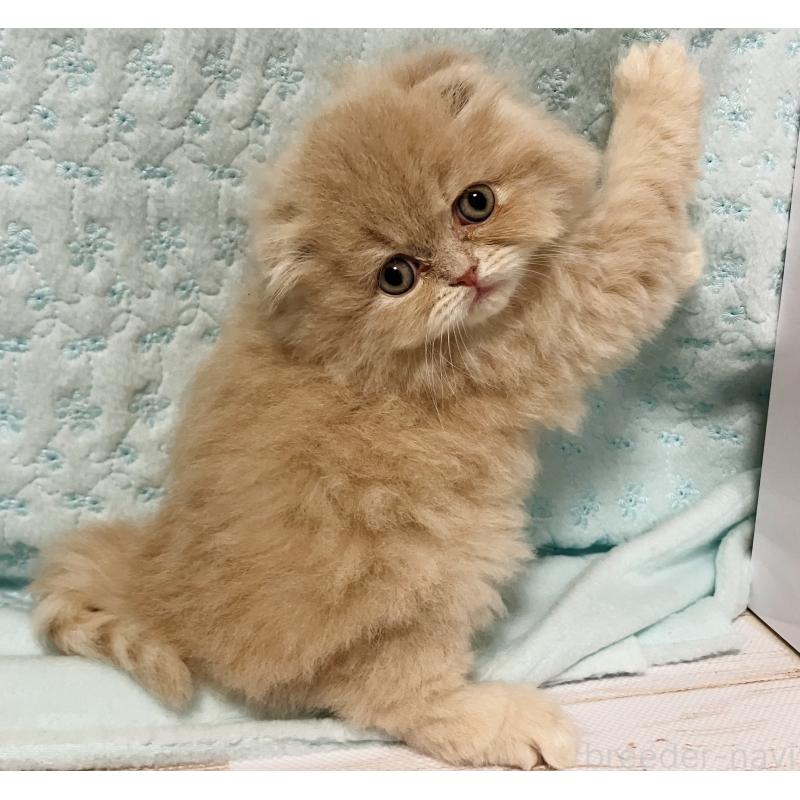 販売中の三重県のスコティッシュフォールド(折れ耳)-134730