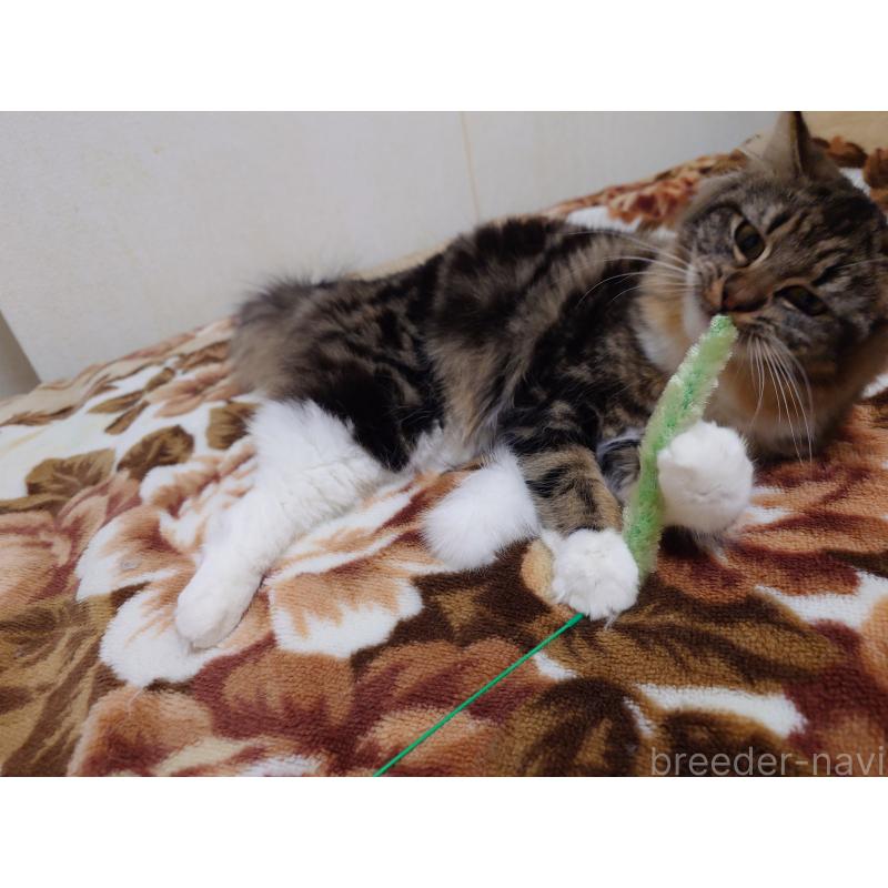 成約済の埼玉県のノルウェージャンフォレストキャット-118663の12枚目