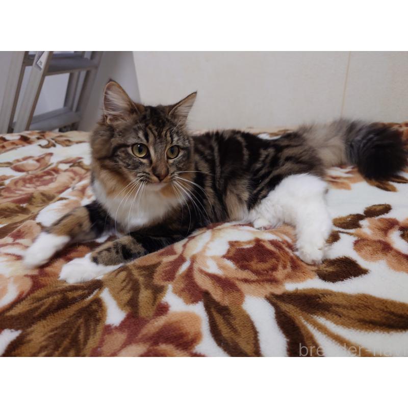 成約済の埼玉県のノルウェージャンフォレストキャット-118663の11枚目