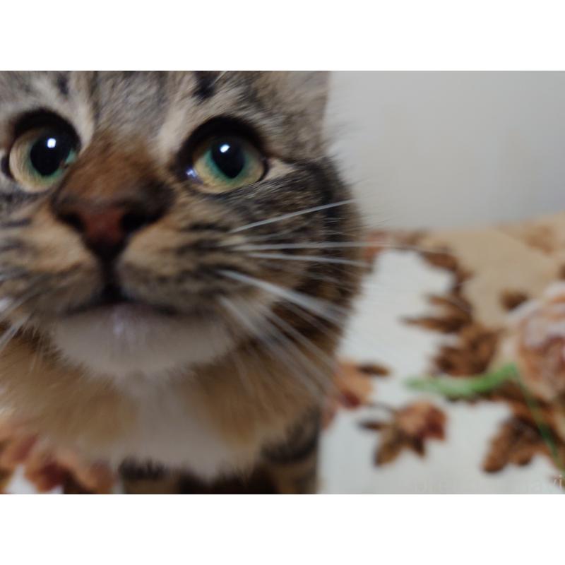 成約済の埼玉県のノルウェージャンフォレストキャット-118663の10枚目