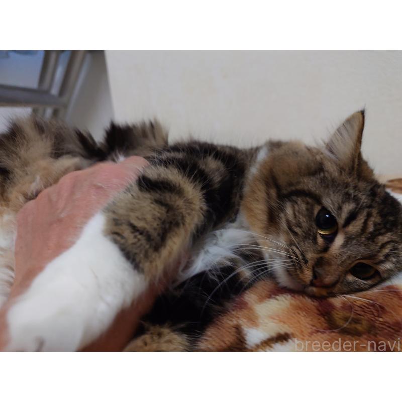 成約済の埼玉県のノルウェージャンフォレストキャット-118663の9枚目