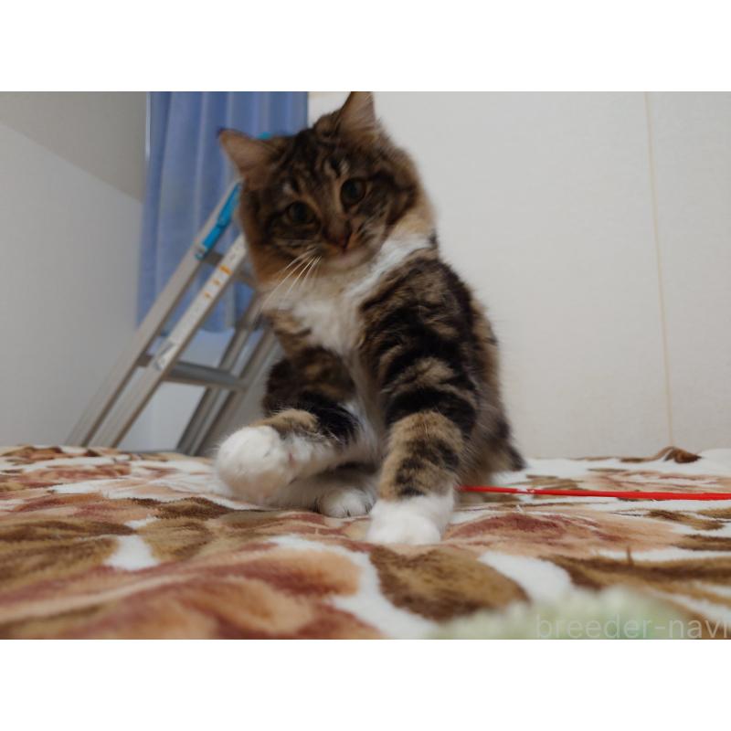 成約済の埼玉県のノルウェージャンフォレストキャット-118663の8枚目