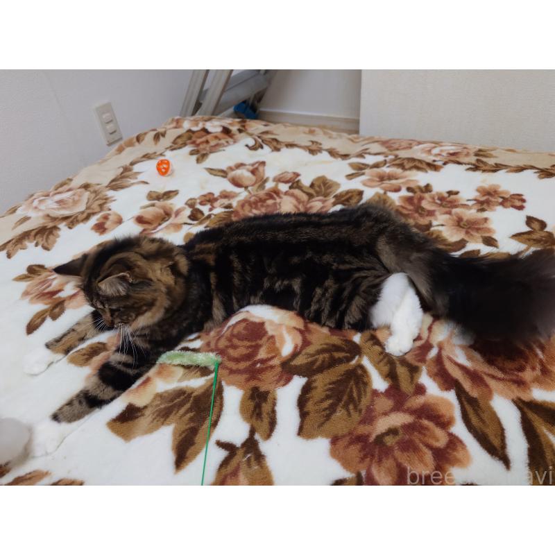 成約済の埼玉県のノルウェージャンフォレストキャット-118663の7枚目