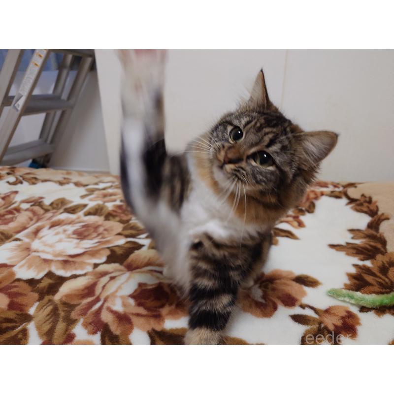 成約済の埼玉県のノルウェージャンフォレストキャット-118663の6枚目