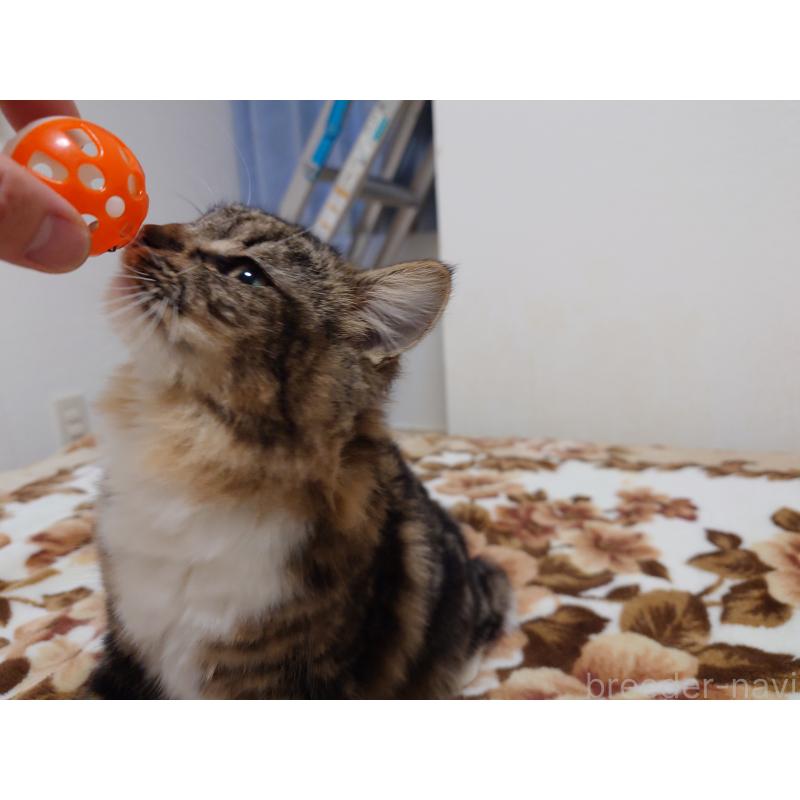 成約済の埼玉県のノルウェージャンフォレストキャット-118663の5枚目