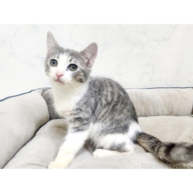 販売中の北海道のスコティッシュフォールド-135827の8枚目