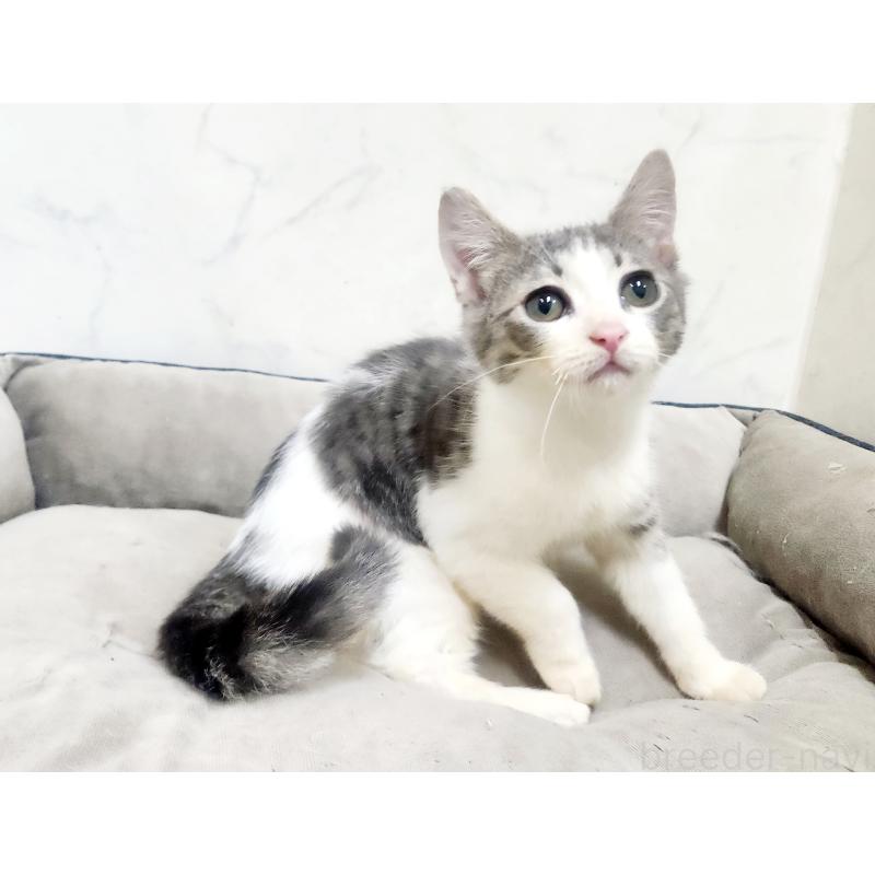 販売中の北海道のスコティッシュフォールド-135827の6枚目