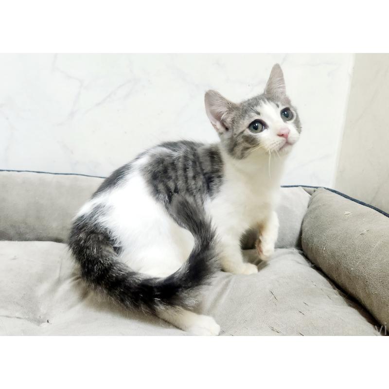 販売中の北海道のスコティッシュフォールド-135827の5枚目