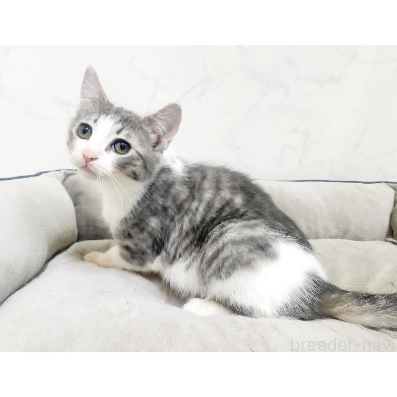 販売中の北海道のスコティッシュフォールド-135827の4枚目