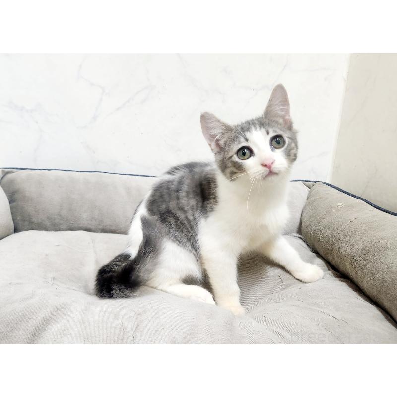 販売中の北海道のスコティッシュフォールド-135827の2枚目