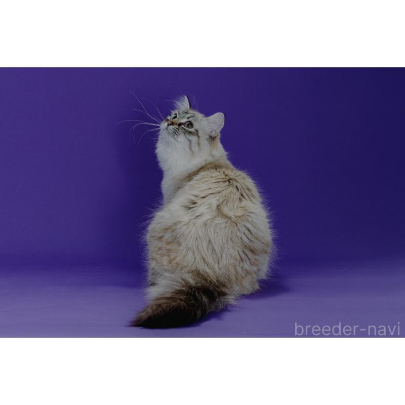 オリーブちゃん1枚目