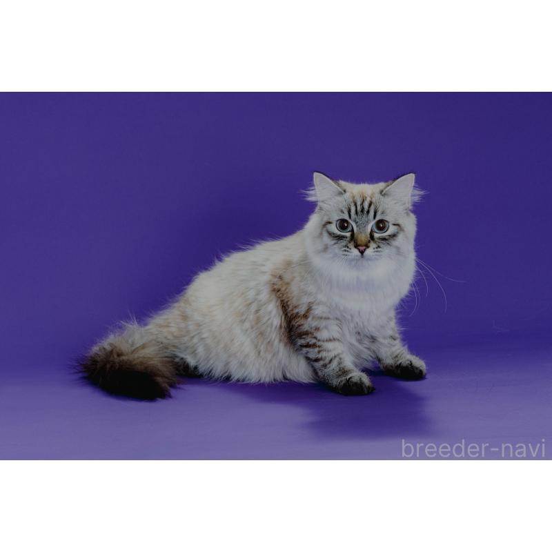 オリーブちゃん1枚目