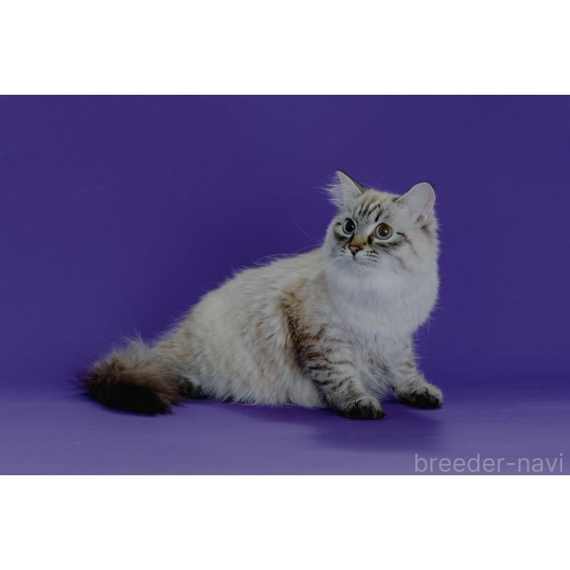 オリーブちゃん1枚目