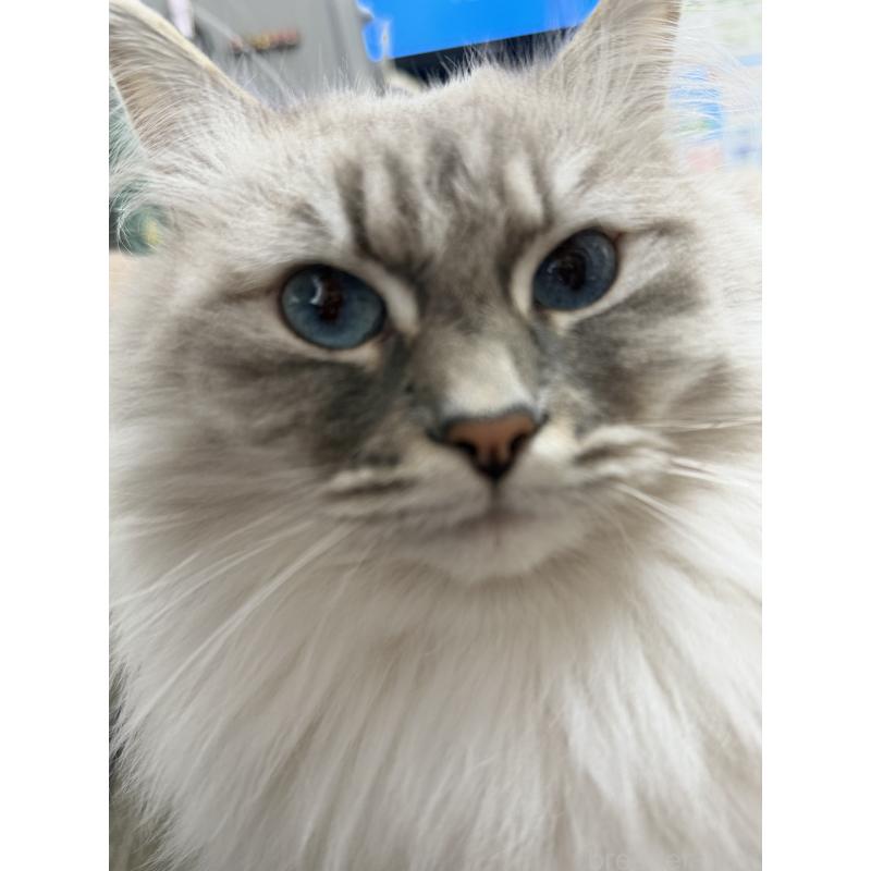 ミモザちゃん1枚目