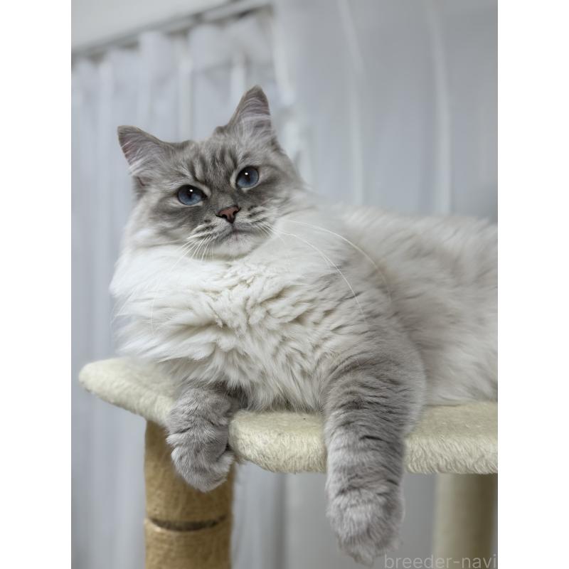 ミモザちゃん1枚目