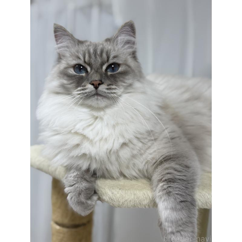 ミモザちゃん1枚目