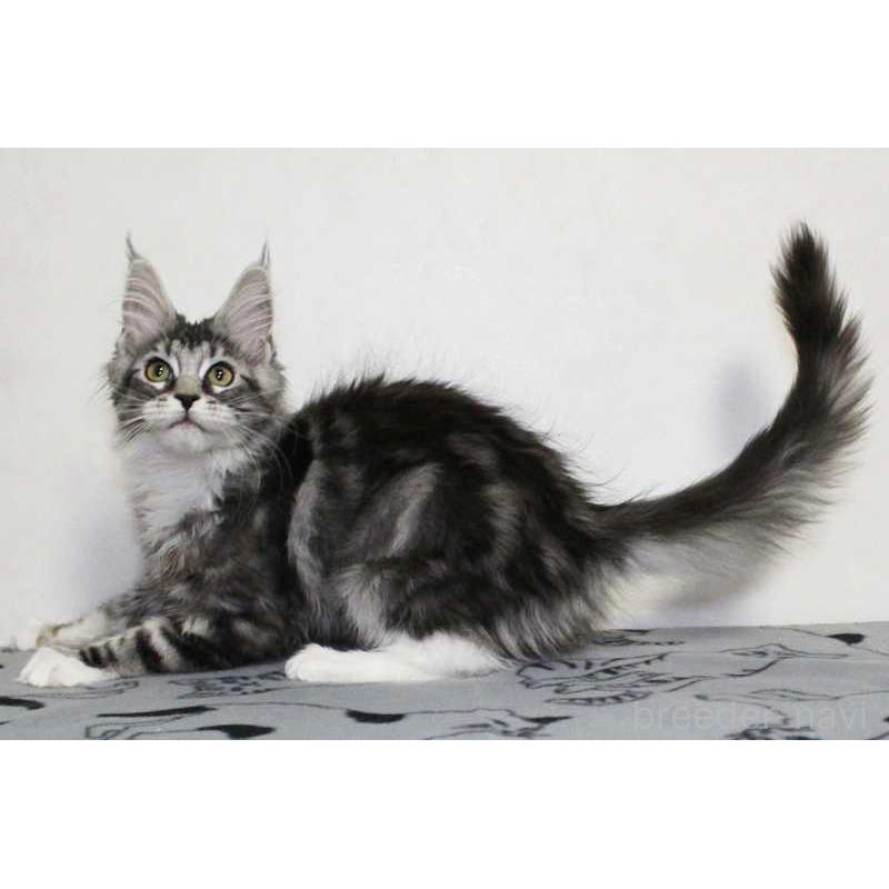 販売中の広島県のメインクーン-135837の2枚目