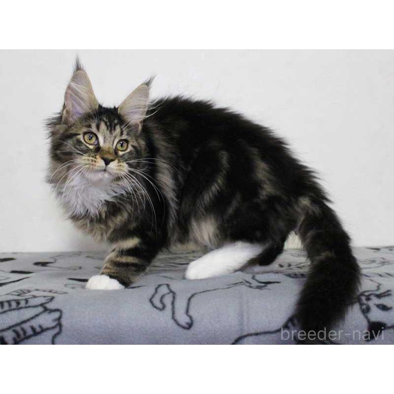 販売中の広島県のメインクーン-135838の5枚目