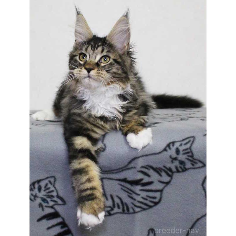 販売中の広島県のメインクーン-135838の4枚目