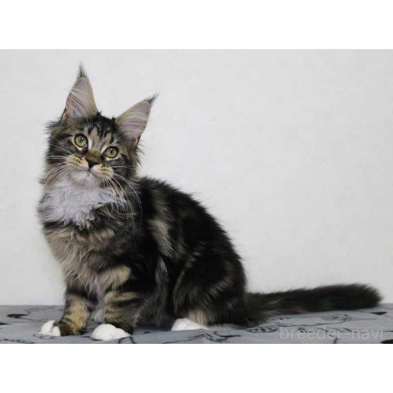 販売中の広島県のメインクーン-135838の3枚目