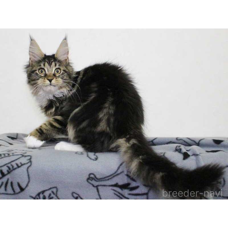 販売中の広島県のメインクーン-135838の2枚目