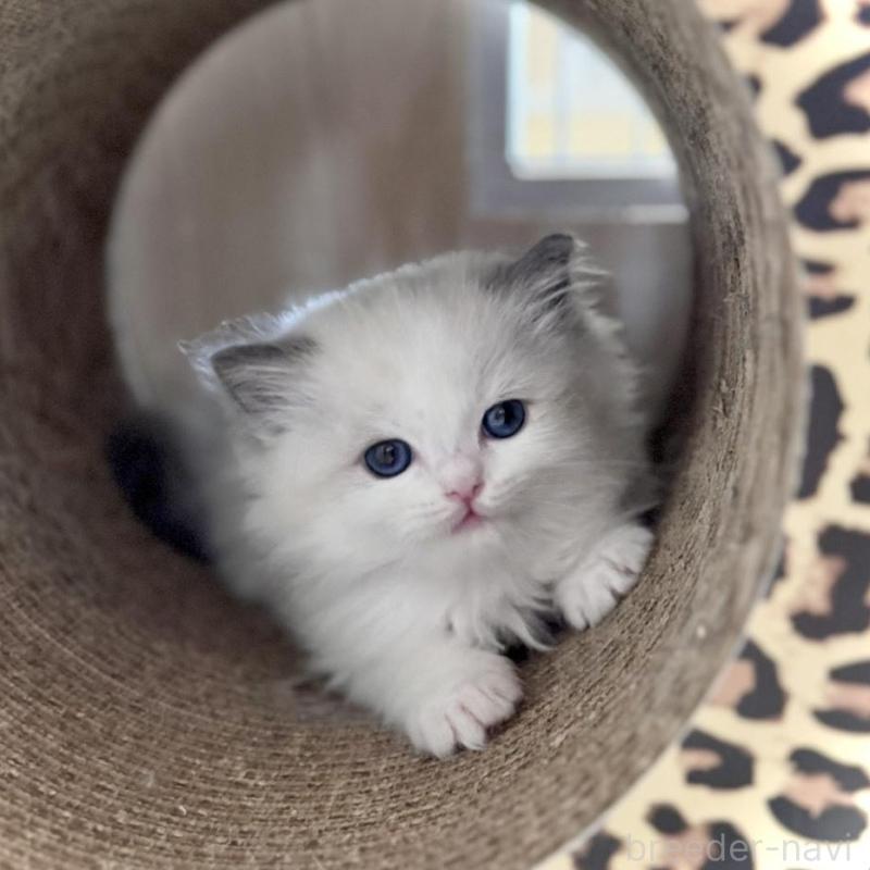 販売中の三重県のラグドール-135839