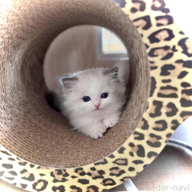 販売中の三重県のラグドール-135839の5枚目