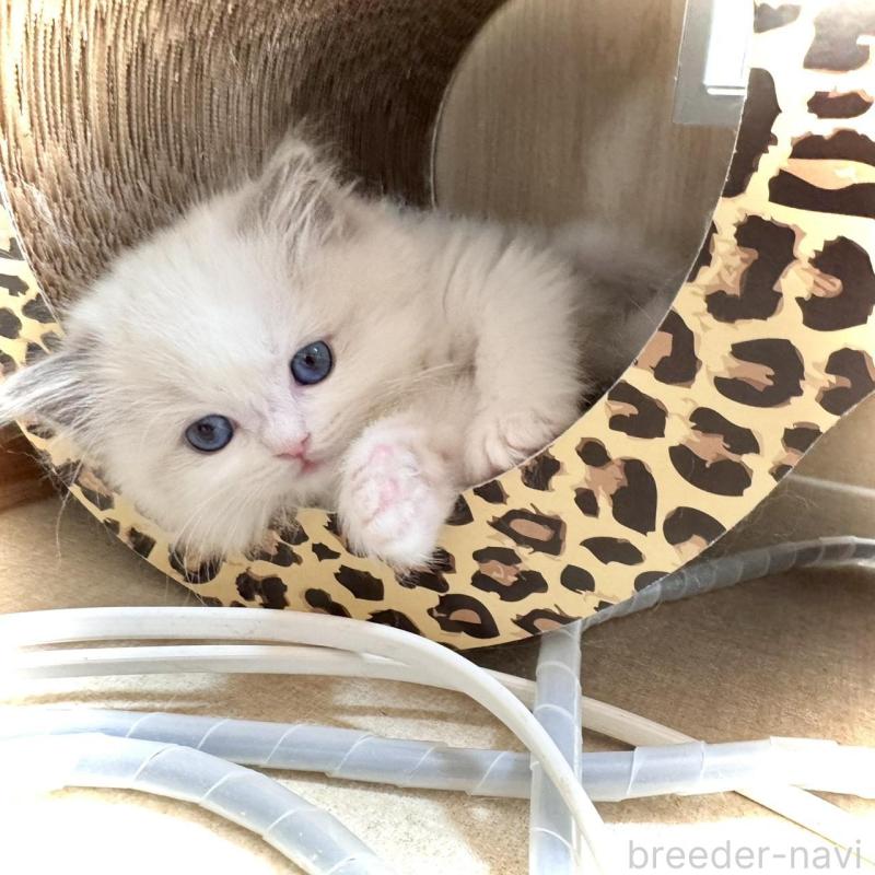 販売中の三重県のラグドール-135839の4枚目