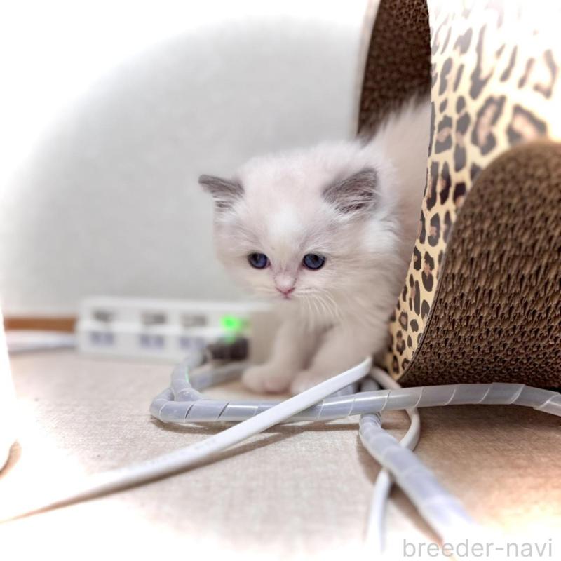 販売中の三重県のラグドール-135839の3枚目