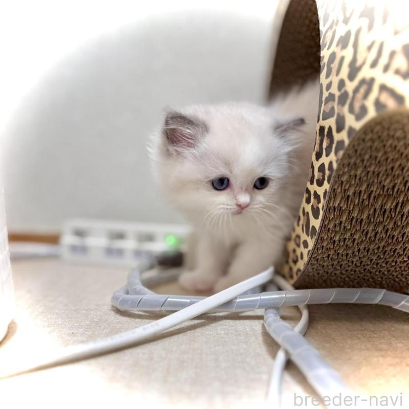 販売中の三重県のラグドール-135839の2枚目