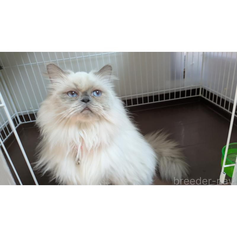 販売中の大阪府のミヌエット-126295の2枚目