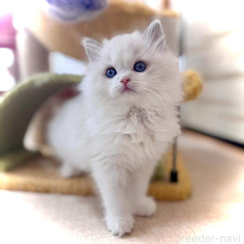 販売中の三重県のラグドール-135840の1枚目