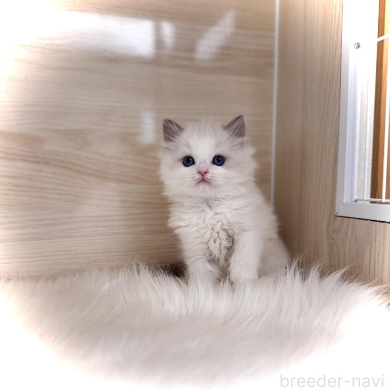 販売中の三重県のラグドール-135840の5枚目