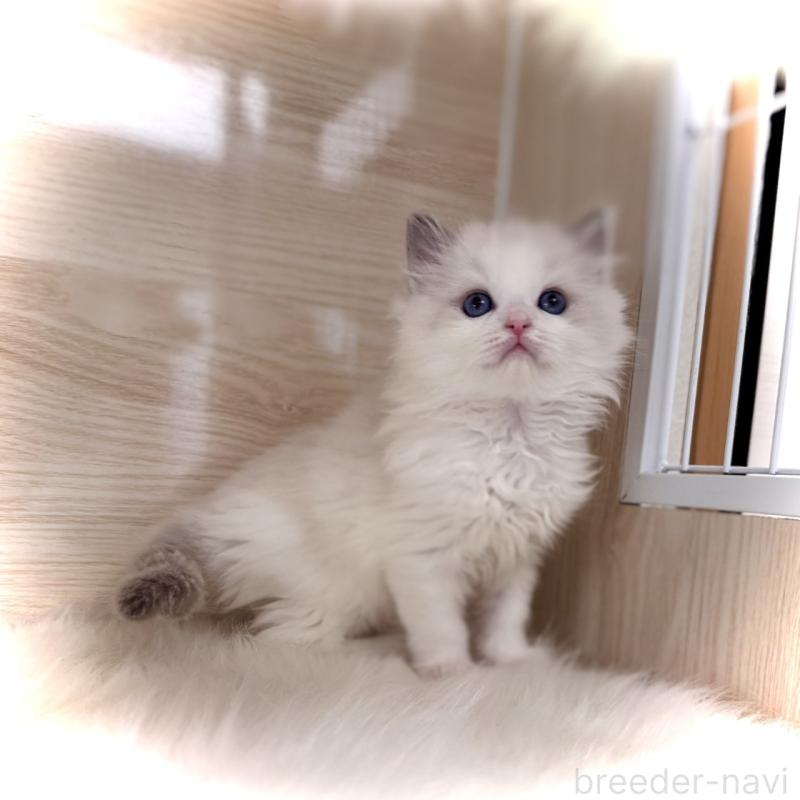 販売中の三重県のラグドール-135840の4枚目