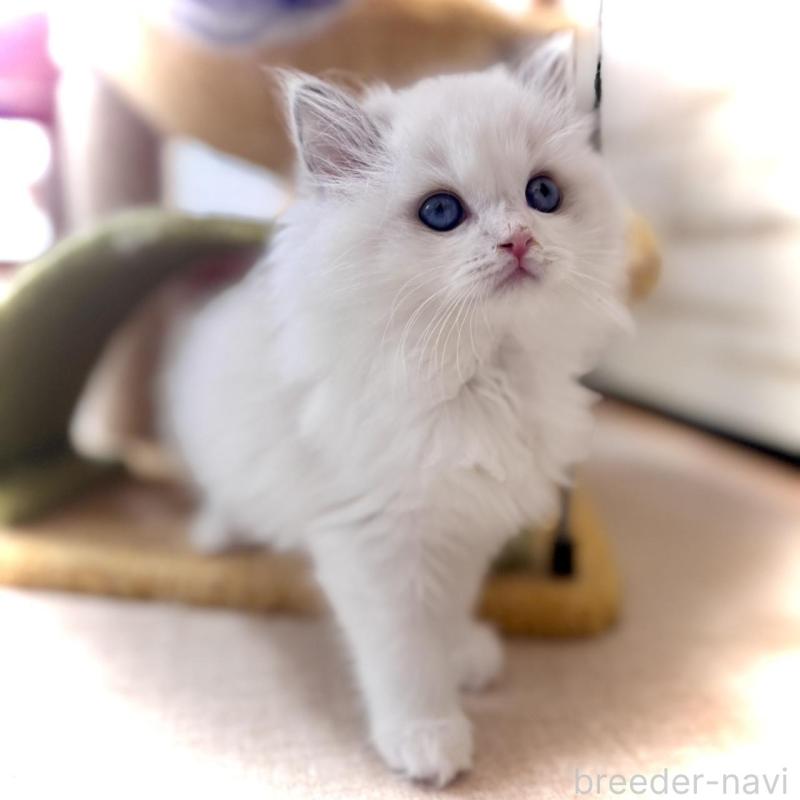 販売中の三重県のラグドール-135840の3枚目