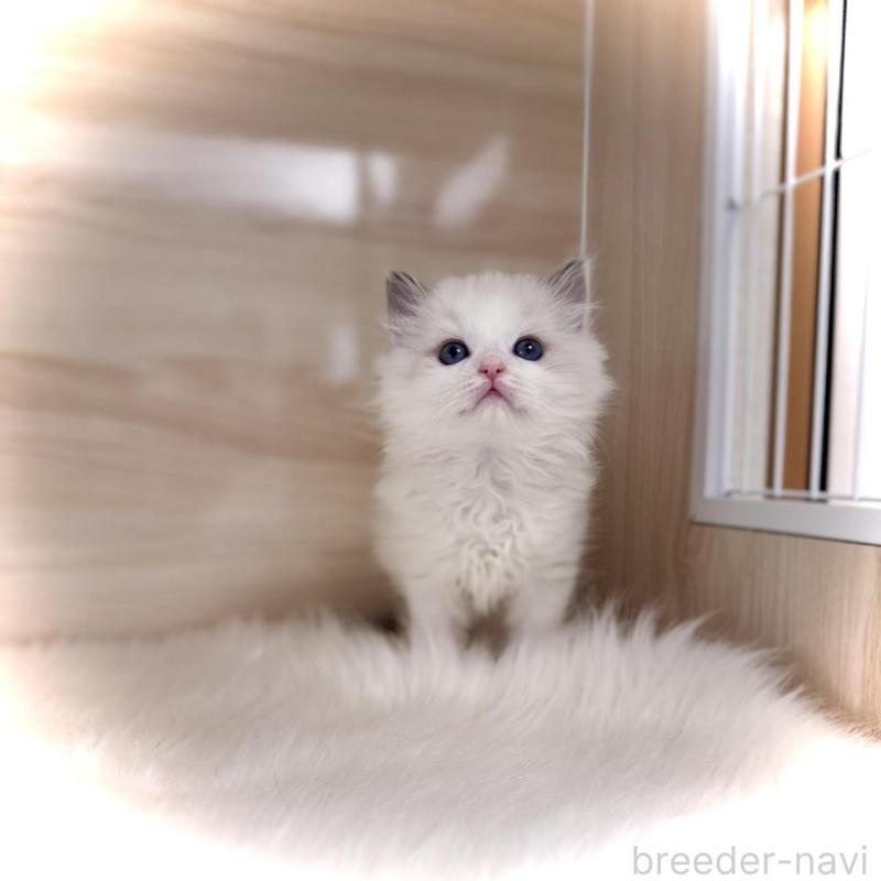 販売中の三重県のラグドール-135840の2枚目