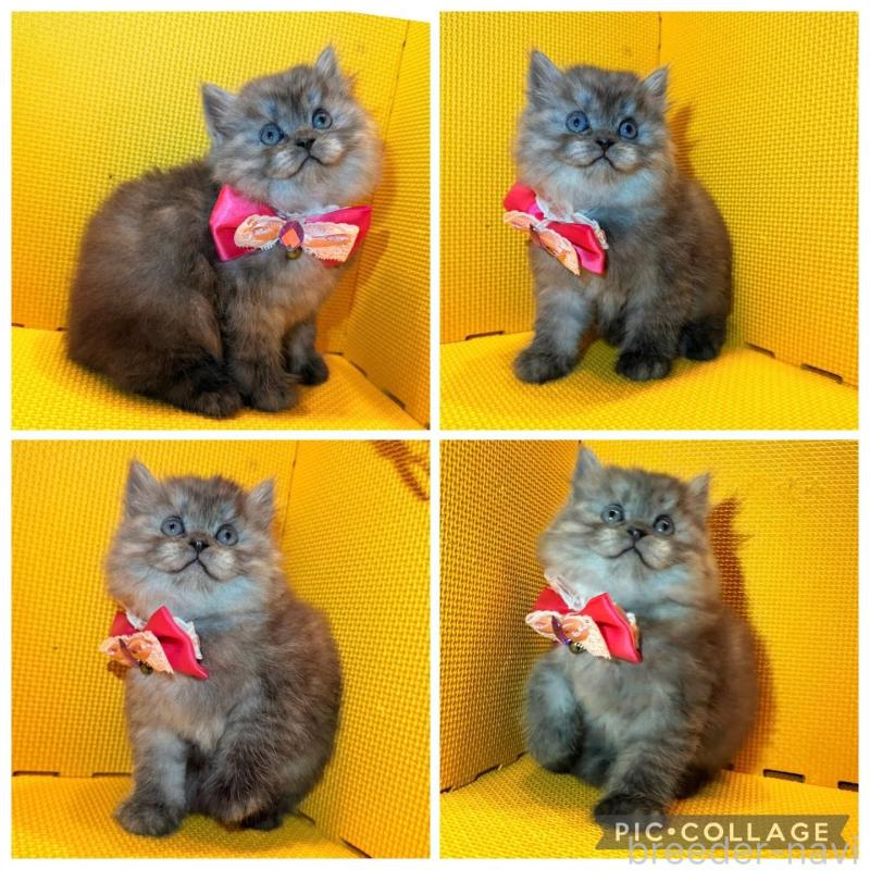 販売中の神奈川県のミヌエット-135841の1枚目