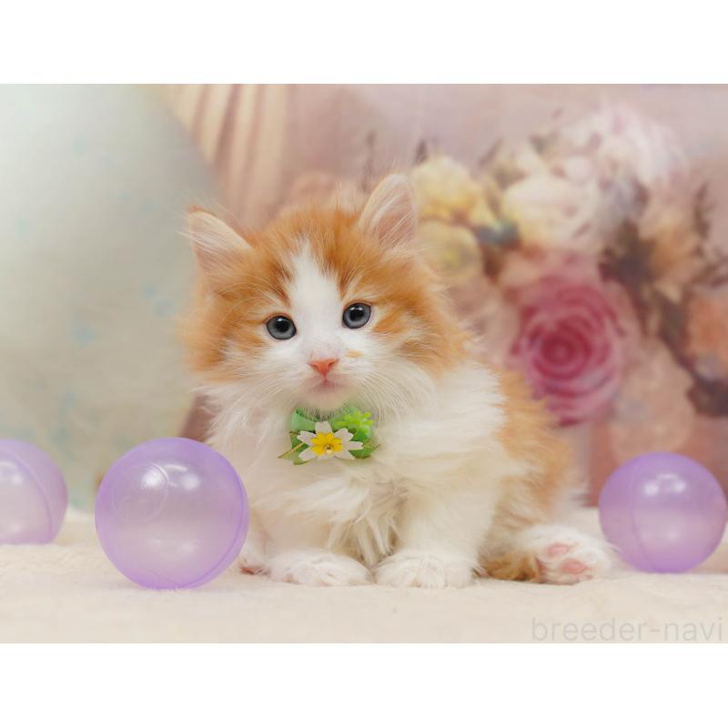 販売中の茨城県のノルウェージャンフォレストキャット-135086の3枚目