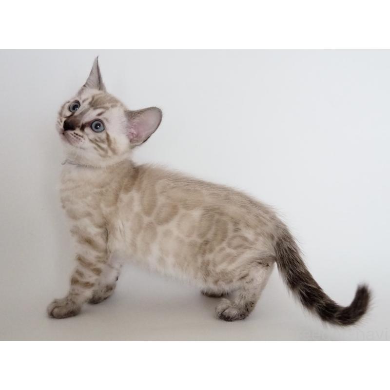 販売中の神奈川県のベンガル-135506の3枚目