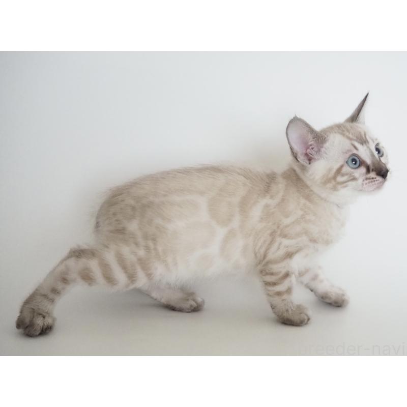 販売中の神奈川県のベンガル-135506の2枚目