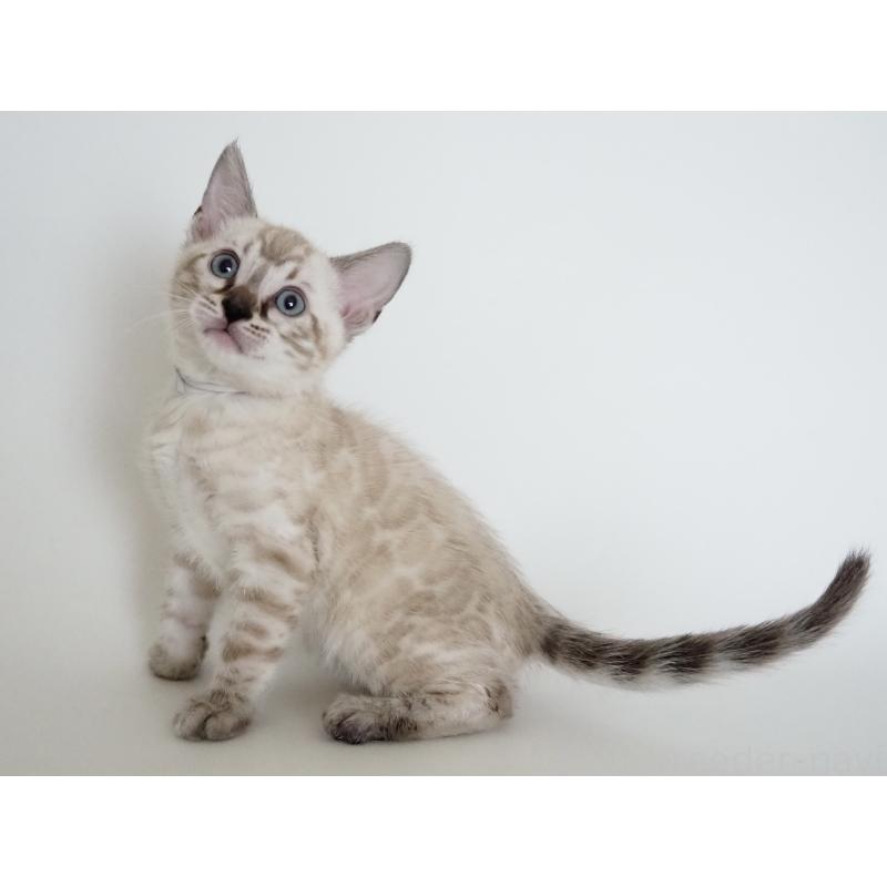 販売中の神奈川県のベンガル-135506