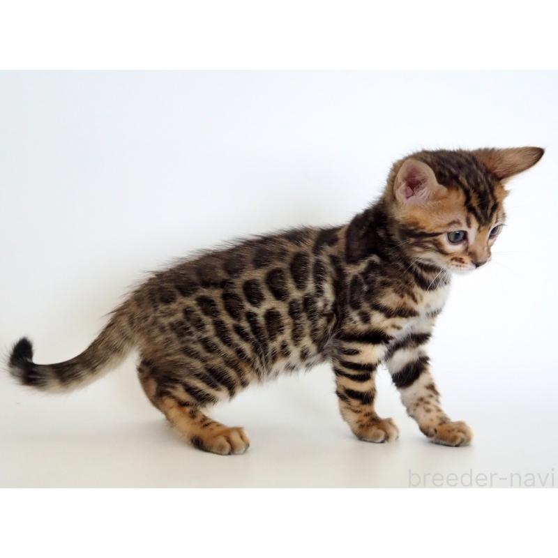 販売中の神奈川県のベンガル-135509の5枚目