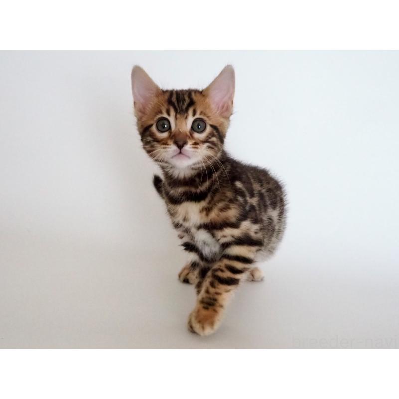 販売中の神奈川県のベンガル-135509の4枚目