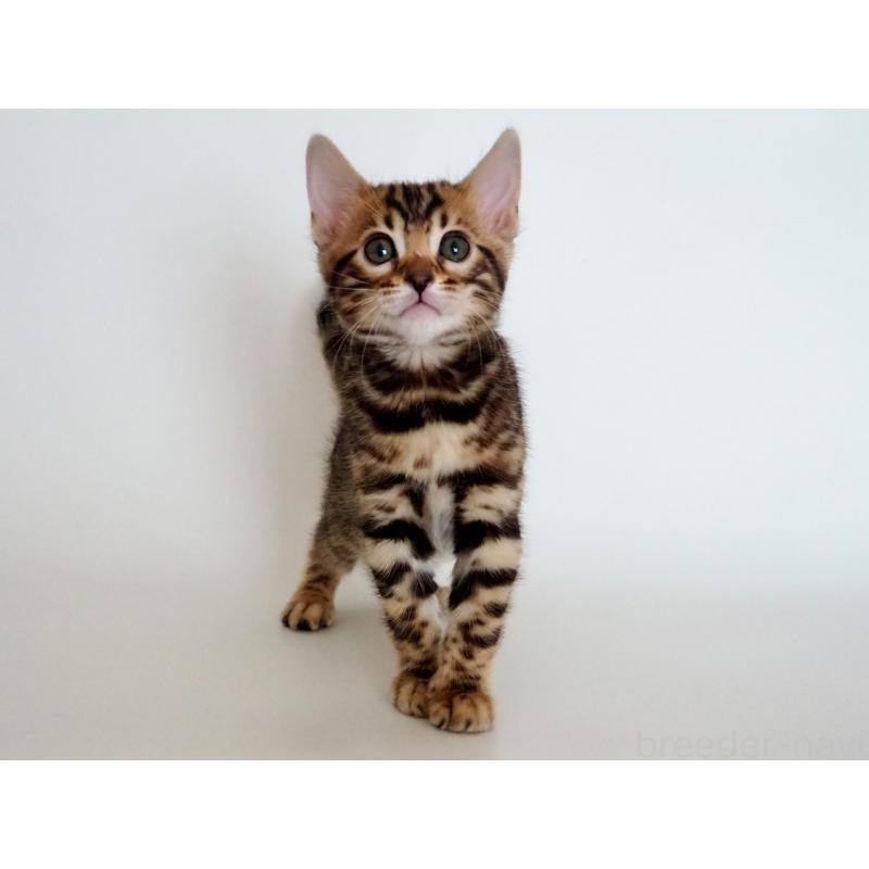 販売中の神奈川県のベンガル-135509の3枚目