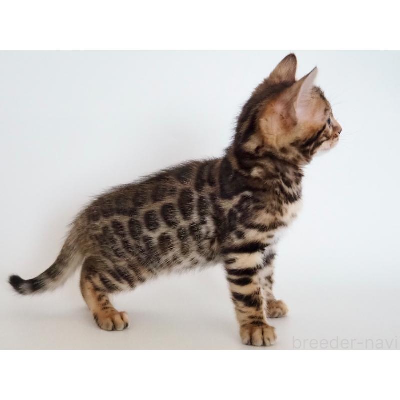 販売中の神奈川県のベンガル-135509の2枚目