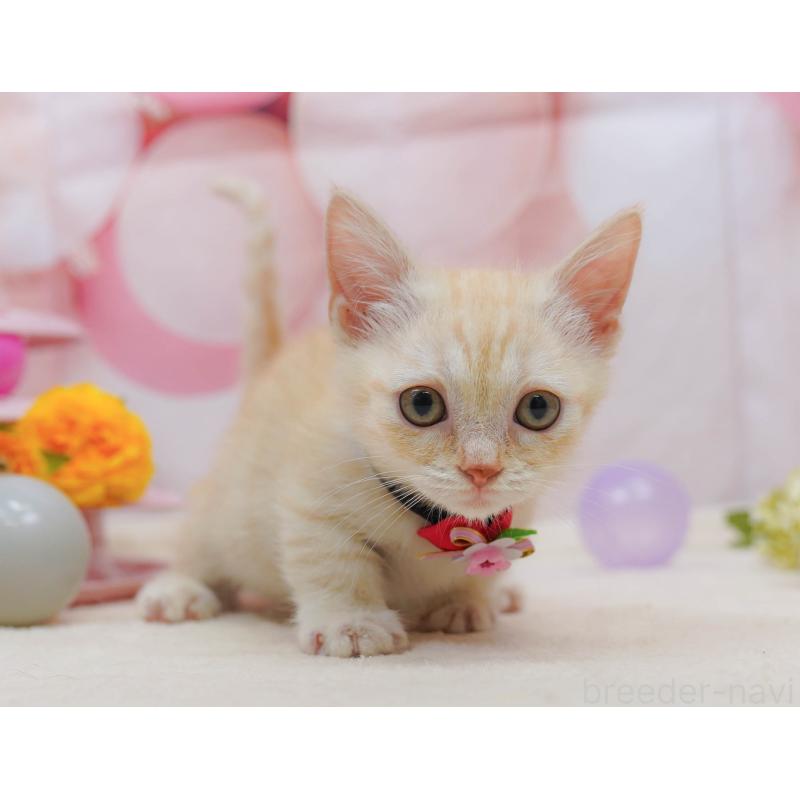 成約済の茨城県のマンチカン-135085の3枚目