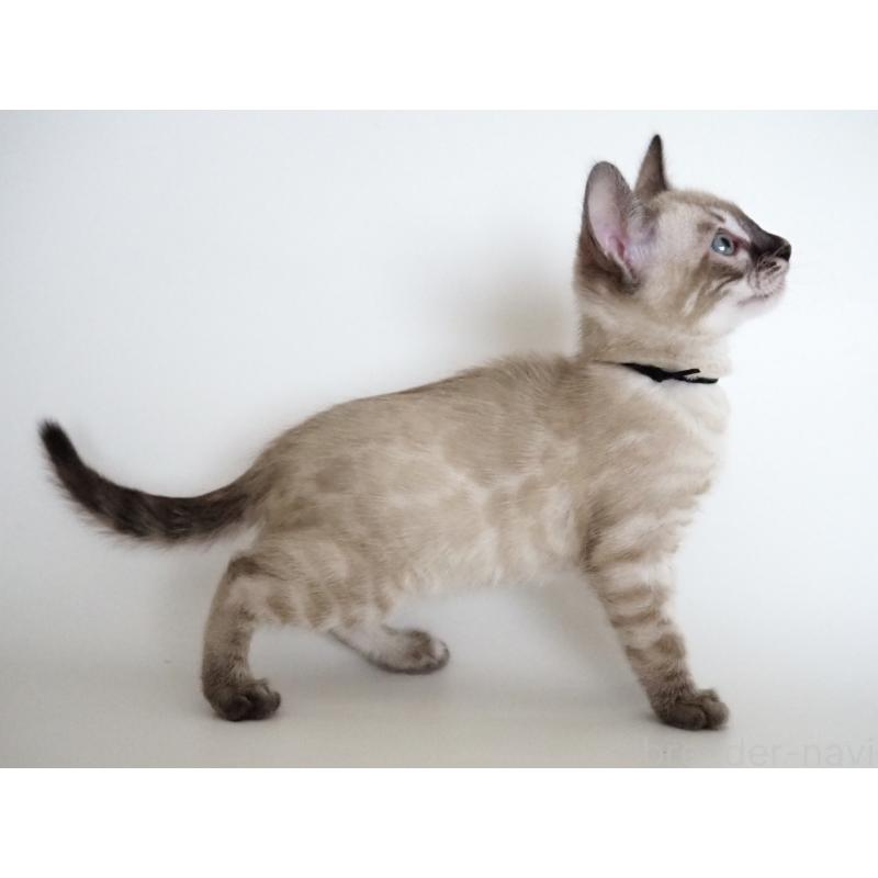 販売中の神奈川県のベンガル-135507の11枚目