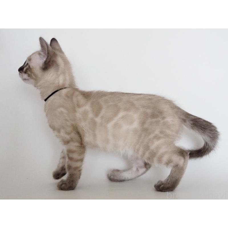 販売中の神奈川県のベンガル-135507の10枚目