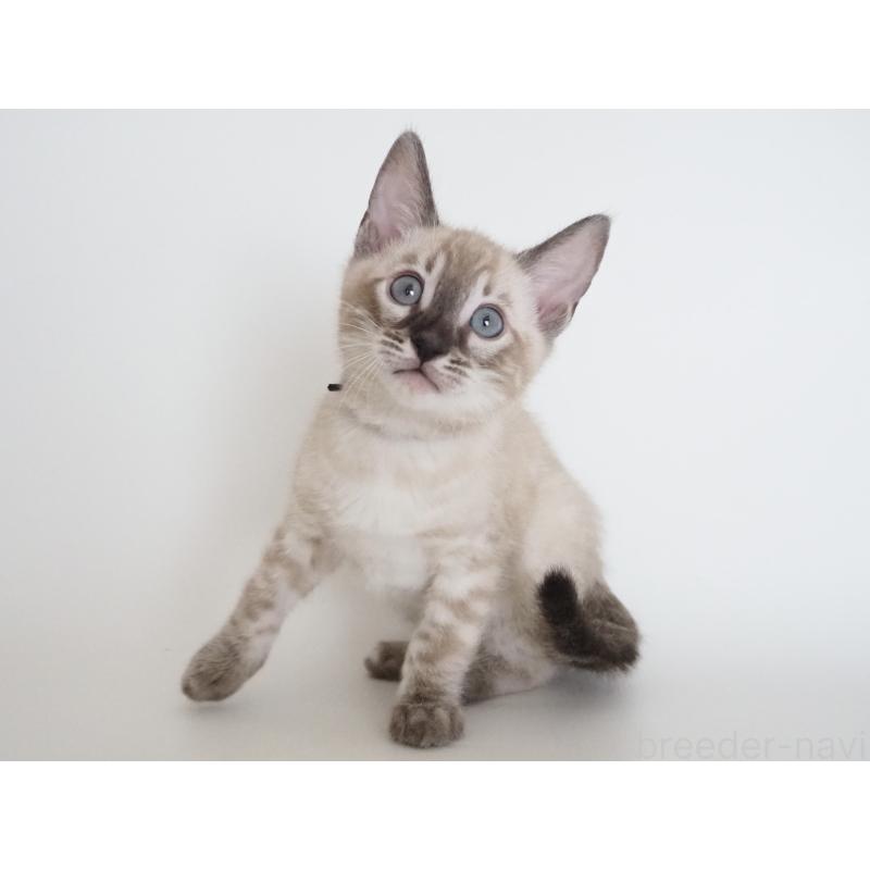 販売中の神奈川県のベンガル-135507の8枚目